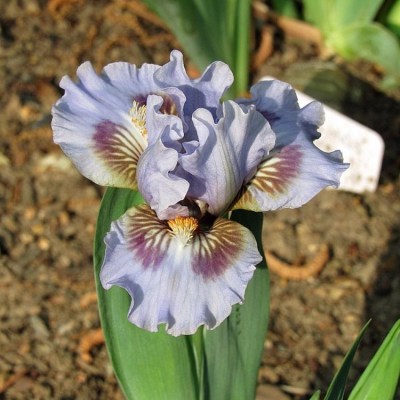 EYE OF SAURON( Paul Black, R. 2009)